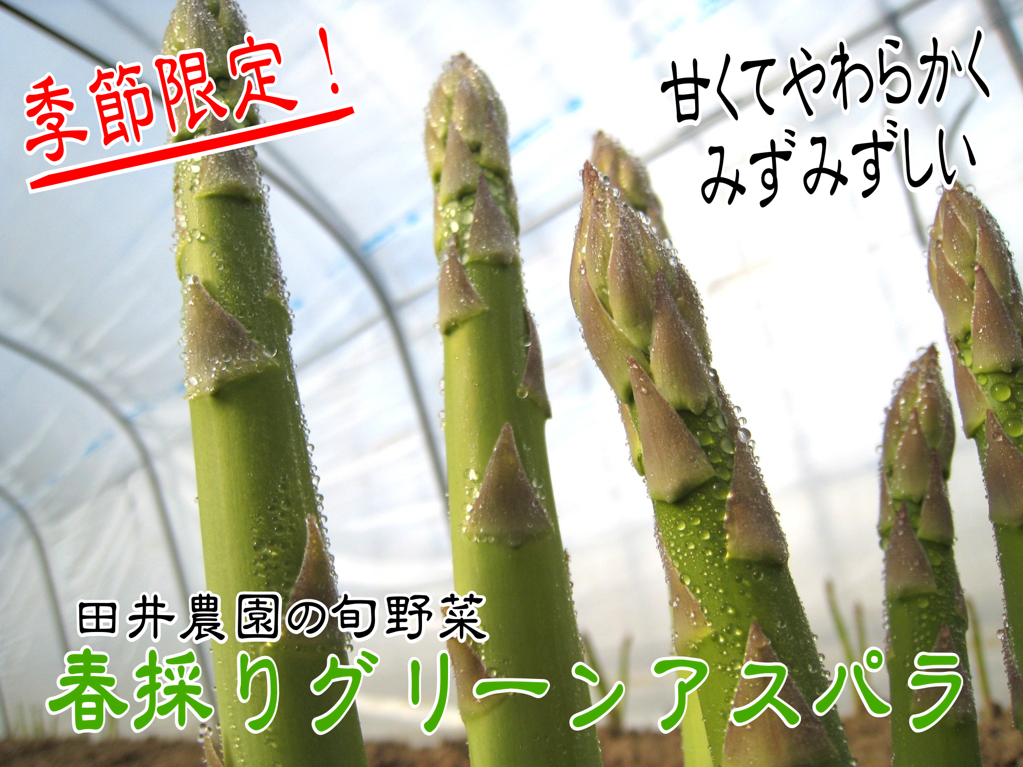 グリーンアスパラガス - 北海道 富良野 野菜産地直送農家～アスパラ屋
