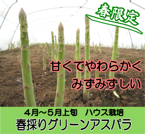 春採りグリーンアスパラ