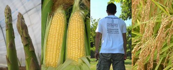 グリーンアスパラ・スィートコーン・お米 グリーンアスパラ・スィートコーン・お米